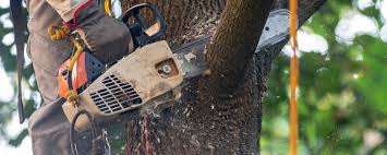 Best Tree Trimming and Pruning  in Yoe, PA