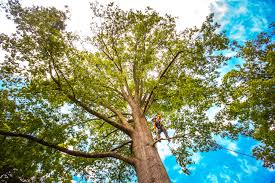 Best Palm Tree Trimming  in Yoe, PA