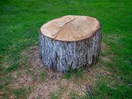 Professional Tree Care in Yoe, PA