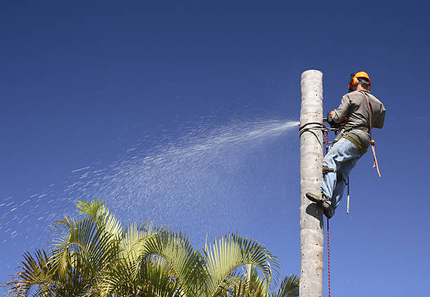 How Our Tree Care Process Works  in  Yoe, PA