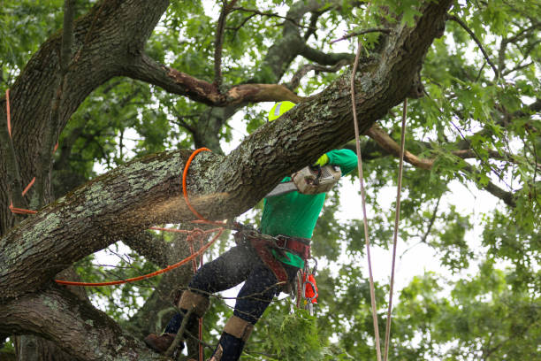 Best Emergency Tree Removal  in Yoe, PA