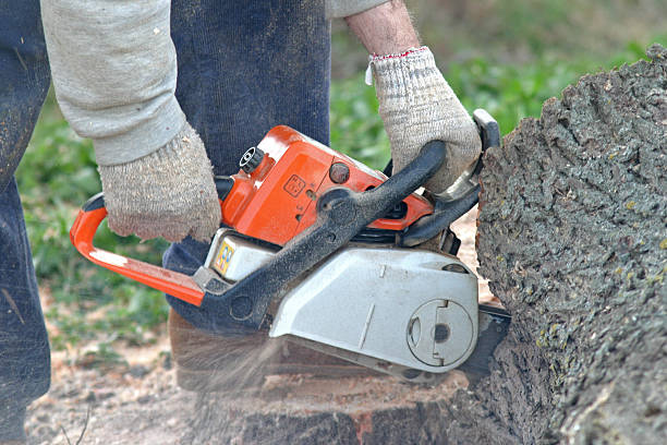 Best Tree Health Inspection  in Yoe, PA
