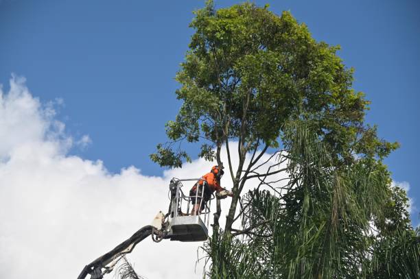 Best Tree Health Inspection  in Yoe, PA