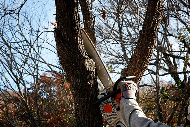 Best Aeration Services  in Yoe, PA