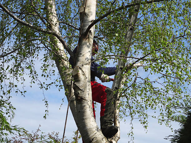 Best Tree Removal  in Yoe, PA