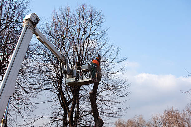 Best Tree Disease Treatment  in Yoe, PA