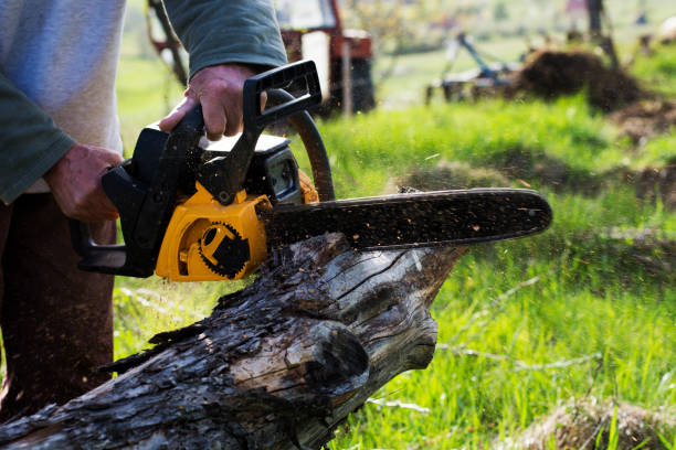 Best Tree Disease Treatment  in Yoe, PA