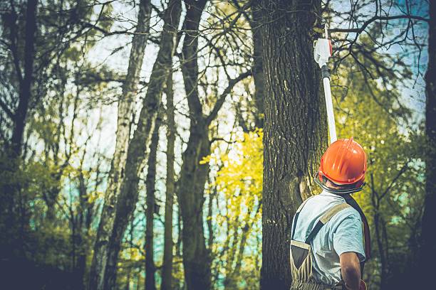  Yoe, PA Tree Care Pros