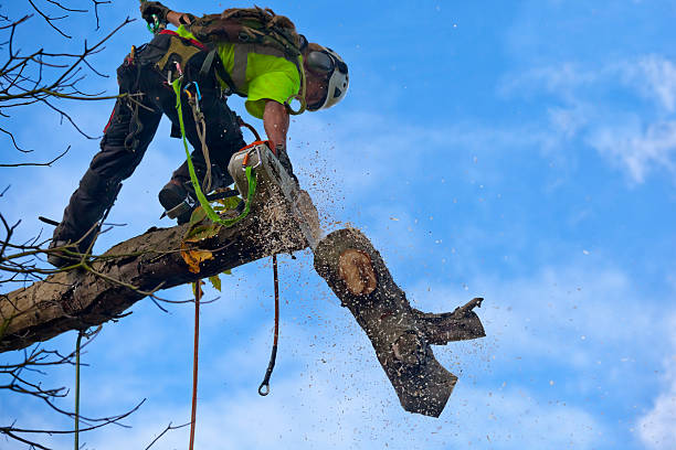 Best Storm Damage Tree Cleanup  in Yoe, PA
