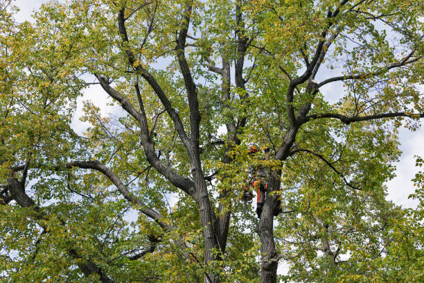Best Hazardous Tree Removal  in Yoe, PA